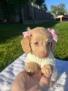 Photo №1. teckel - à vendre en ville de Düsseldorf | négocié | Annonce №155816