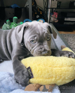 Photo №2 de l'annonce № 163314 de la vente american staffordshire terrier - acheter à France annonce privée, éleveur