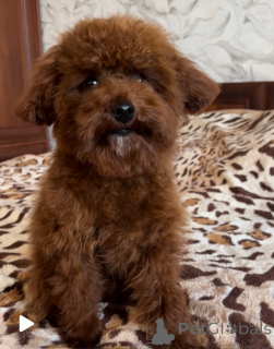 Photo №2 de l'annonce № 155618 de la vente chien bâtard - acheter à Ukraine annonce privée, de la fourrière, éleveur