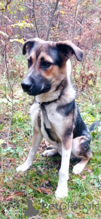 Photo №1. chien bâtard - à vendre en ville de Rivière moscou | Gratuit | Annonce №155102