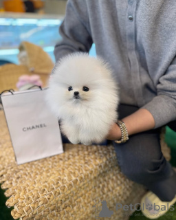 Photo №3. Pomérane formé des toilettes. Belgique