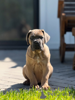Photo №1. cane corso - à vendre en ville de Hambourg | négocié | Annonce №152349