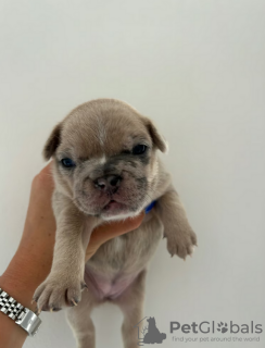 Photo №3. Chiots bouledogue français de race complète enregistrée au Kennel Club. USA