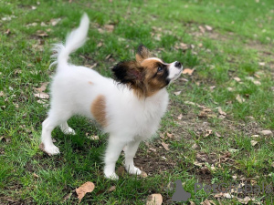 Photos supplémentaires: Épagneul nain continental / Papillon