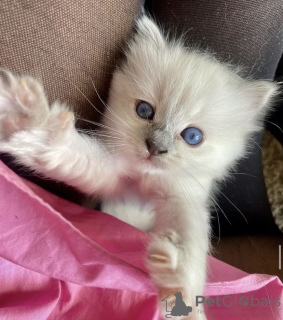 Photo №4. Je vais vendre ragdoll en ville de Гамбург. annonce privée, éleveur - prix - 284€