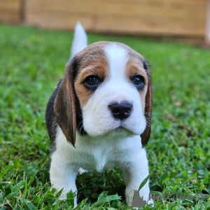 Photos supplémentaires: Beaux chiots beagle tricolores.