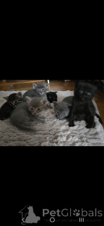 Photo №3. Chaton mi siamois mi persan. Suisse