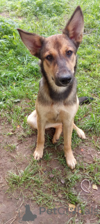 Photo №2 de l'annonce № 146140 de la vente chien bâtard - acheter à Fédération de Russie 