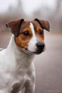 Photo №4. Accouplement jack russell terrier en Biélorussie. Annonce № 1318