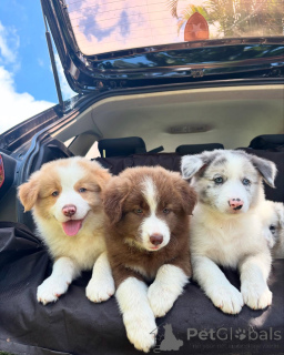 Photo №2 de l'annonce № 159497 de la vente border collie - acheter à Allemagne éleveur