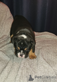 Photo №2 de l'annonce № 92704 de la vente bulldog anglais - acheter à USA éleveur