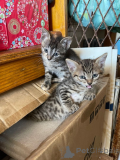 Photo №2 de l'annonce № 161096 de la vente european à poil ras - acheter à Suède éleveur