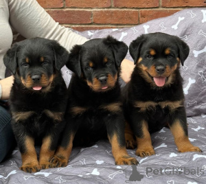 Photo №1. rottweiler - à vendre en ville de Hambourg | négocié | Annonce №175173