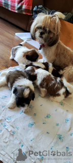 Photos supplémentaires: Vendre Tsutsenya Shih Tzu