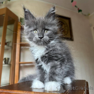 Photo №4. Je vais vendre maine coon en ville de Helsinki. éleveur - prix - 700€
