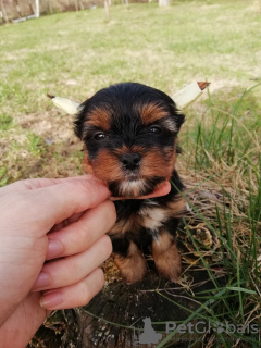 Photos supplémentaires: Chiots disponibles à la réservation