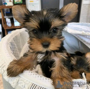 Photo №2 de l'annonce № 118389 de la vente yorkshire terrier - acheter à Pays Bas éleveur