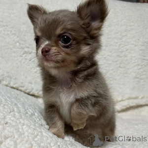 Photo №1. chien bâtard - à vendre en ville de Paris | négocié | Annonce №167149