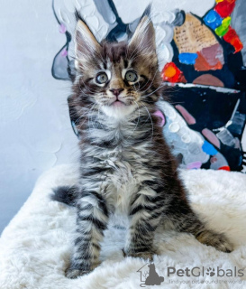 Photo №1. maine coon - à vendre en ville de New york | 237€ | Annonce № 114859