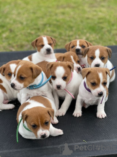 Photo №1. jack russell terrier - à vendre en ville de Nashville | 425€ | Annonce №129543