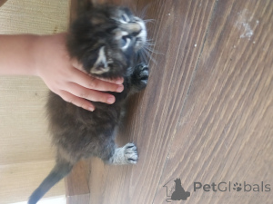 Photo №1. maine coon - à vendre en ville de Chisinau | 500€ | Annonce № 145288