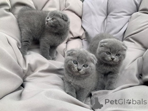 Photo №1. scottish fold - à vendre en ville de Bilbao | négocié | Annonce № 169747