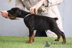 Photos supplémentaires: Chiots Dobermann