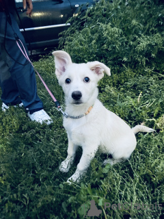 Photo №3. Entre de bonnes mains. Fédération de Russie