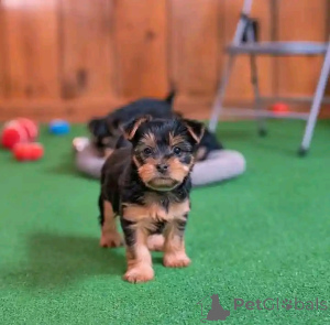 Photo №1. yorkshire terrier - à vendre en ville de Egilsstaðir | 250€ | Annonce №176694