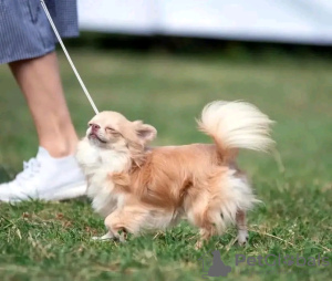 Photo №4. Je vais vendre chihuahua en ville de Paris. éleveur - prix - négocié