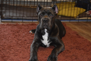 Photo №1. cane corso - à vendre en ville de Omsk | Négocié | Annonce №2696