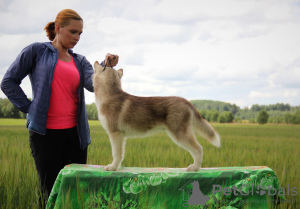 Photo №1. husky de sibérie - à vendre en ville de Saint-Pétersbourg | négocié | Annonce №7203