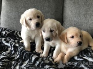 Photo №3. Wunderschöne Golden Retriever Welpen zur Adoption. Allemagne