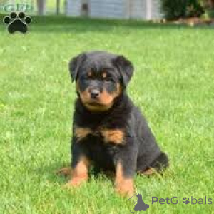 Photo №2 de l'annonce № 165554 de la vente rottweiler - acheter à La Grande-Bretagne annonce privée, éleveur