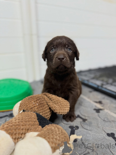 Photo №1. labrador retriever - à vendre en ville de Munich | négocié | Annonce №171252