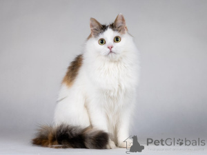 Photo №3. Zone affectueuse, chaton adolescent, fille, trois flux.. Fédération de Russie