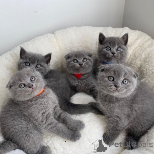 Photo №1. scottish fold - à vendre en ville de Daszewice | 300€ | Annonce № 160591