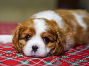 Photo №2 de l'annonce № 93587 de la vente cavalier king charles spaniel - acheter à Allemagne annonce privée