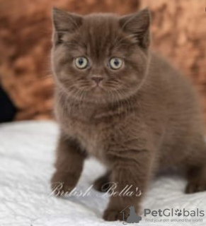 Photo №1. british shorthair - à vendre en ville de Berlin | 300€ | Annonce № 101717