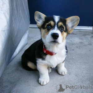 Photo №1. welsh corgi - à vendre en ville de Silkeborg | 1600€ | Annonce №168443