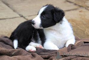 Photo №1. border collie - à vendre en ville de Mlada boleslav | 1200€ | Annonce №172829