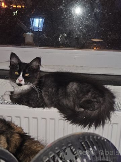 Photo №2 de l'annonce № 130379 de la vente maine coon - acheter à Allemagne annonce privée