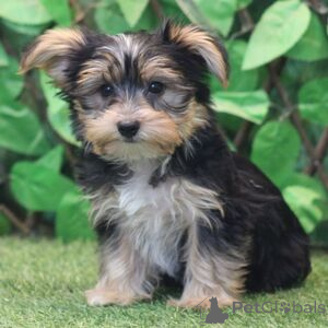 Photo №1. yorkshire terrier - à vendre en ville de Alken | 350€ | Annonce №151393