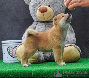 Photos supplémentaires: Chiots Shiba Inu