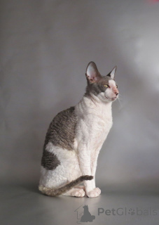 Photo №4. Je vais vendre cornish rex en ville de Biograd na Morru. annonce privée, éleveur - prix - négocié
