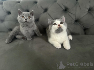 Photo №1. british shorthair - à vendre en ville de Donetol | 450€ | Annonce № 172850