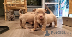 Photo №2 de l'annonce № 140370 de la vente american bully - acheter à Allemagne annonce privée, éleveur