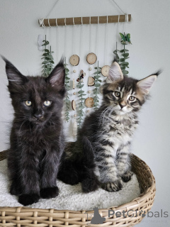 Photo №1. maine coon - à vendre en ville de Munich | négocié | Annonce № 177874
