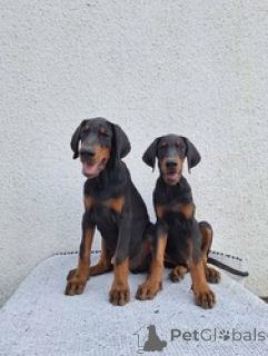 Photo №1. dobermann - à vendre en ville de Aris | négocié | Annonce №151115