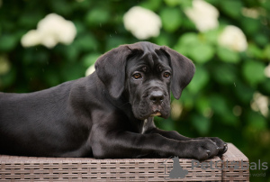 Photo №2 de l'annonce № 64553 de la vente cane corso - acheter à La Lettonie de la fourrière